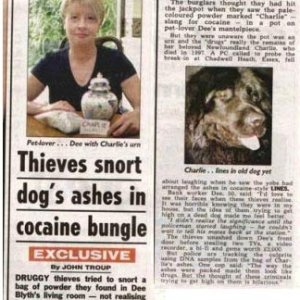 Thieves Snort Dogs Ashes