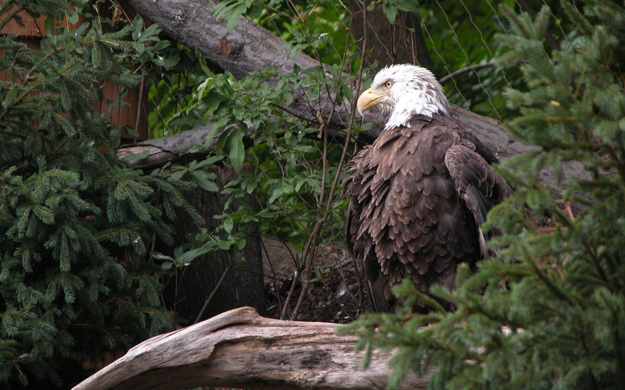 00093 Baldeagle 2560x1600