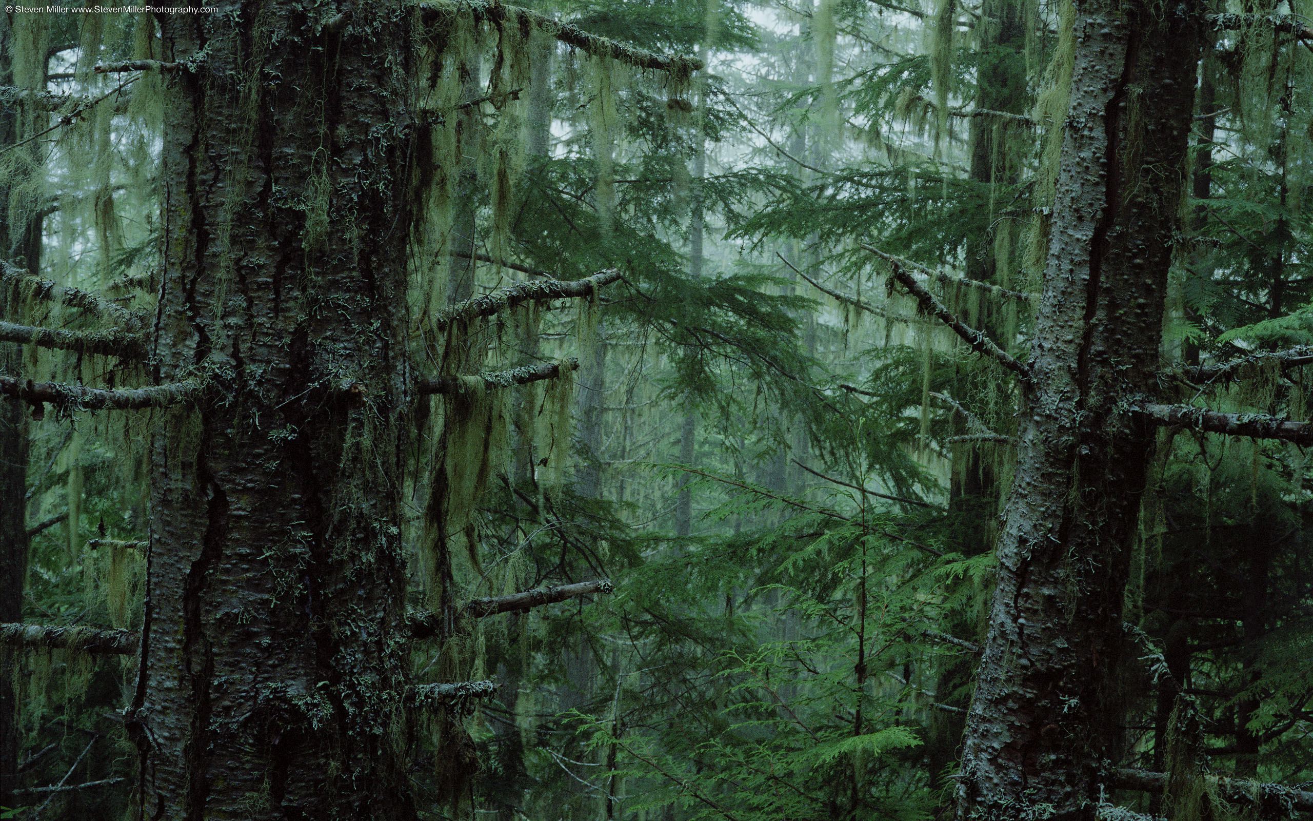00441 Olympicnationalforest 2560x1600