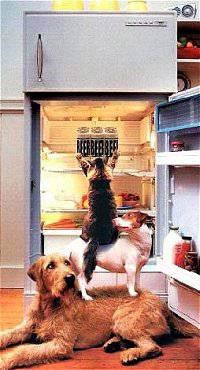 Animal Ladder