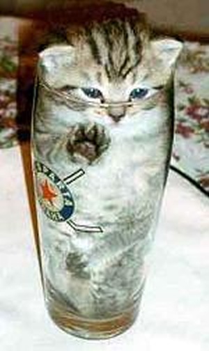 Cat Beer