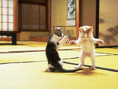 Cat Fight