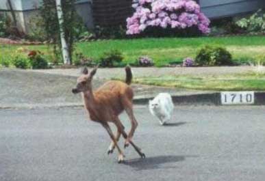 Dog Hunting Deer