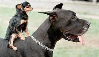 Dog On Dog