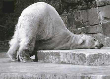 Drunk Bear