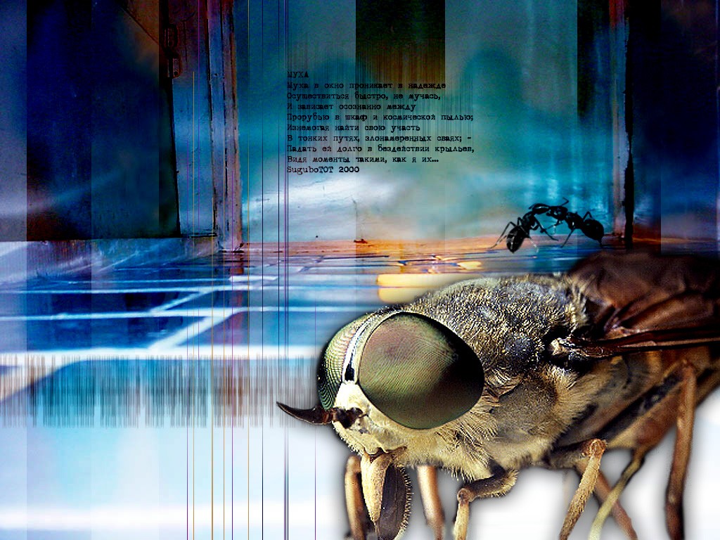 Fly   3d Adobe Photoshop Cs
