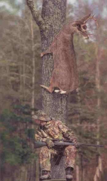 How Deer Hiding