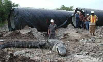 Large Alligator