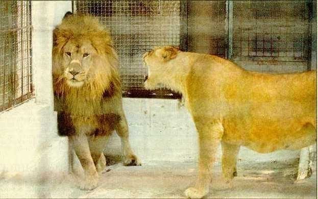 Lioness Pms