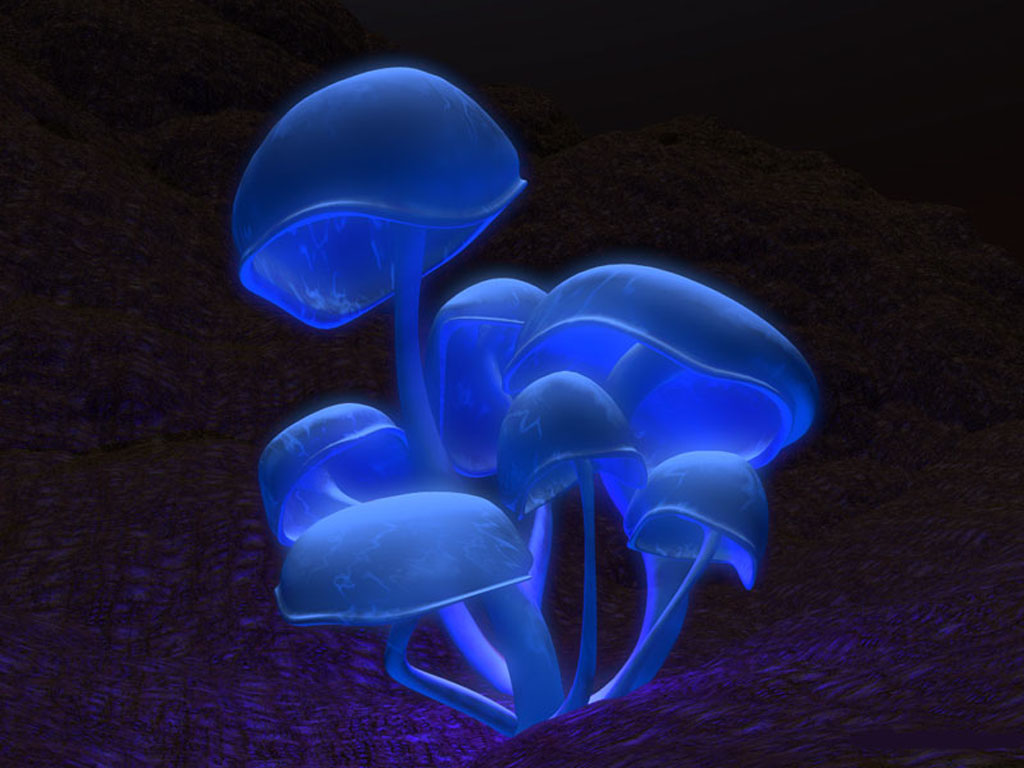 Magic Mushroom   3d Adobe Photoshop Cs
