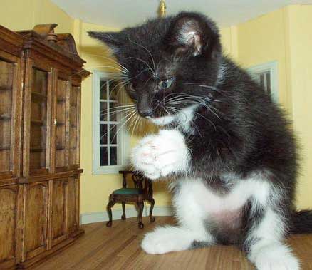 Megacat