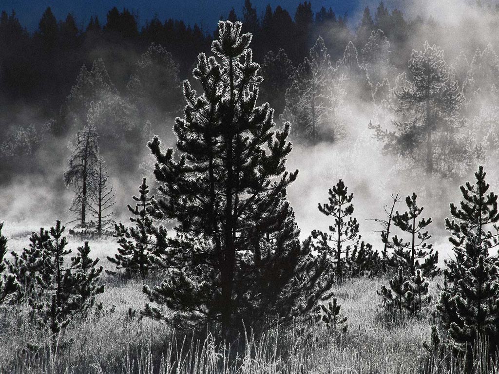 Nature Force Pic  55