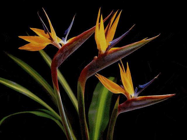 Nature Pic  1033