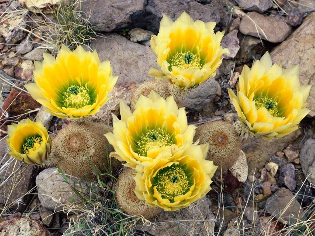 Nature Pic  1038
