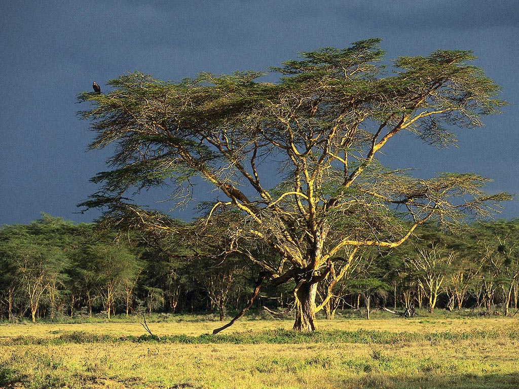 Nature Pic  1073