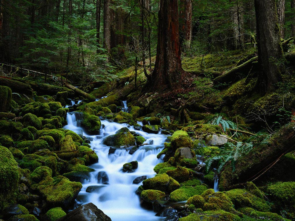 Nature Pic  1099
