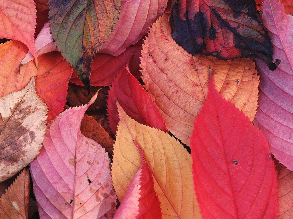Nature Pic  1107