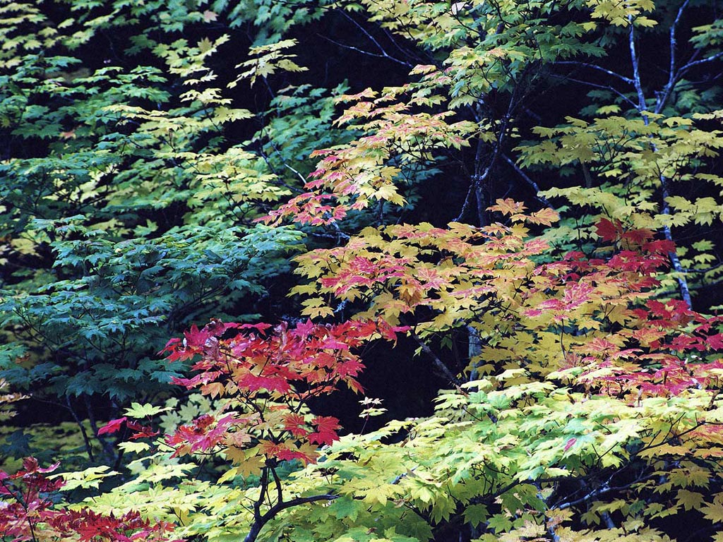 Nature Pic  1114