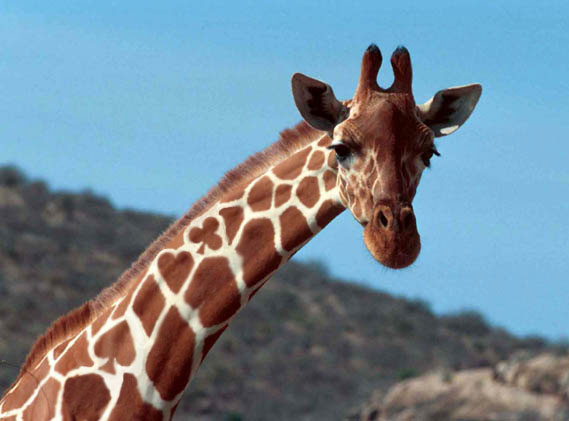 Nature Pic  1121