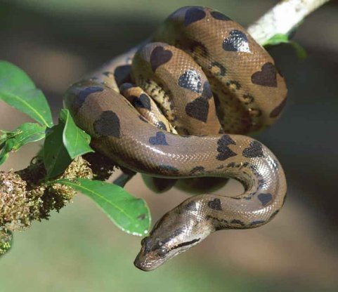 Nature Pic  1122