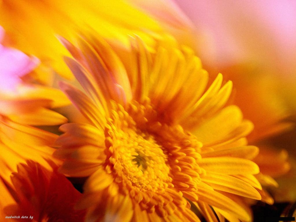 Nature Pic  1131