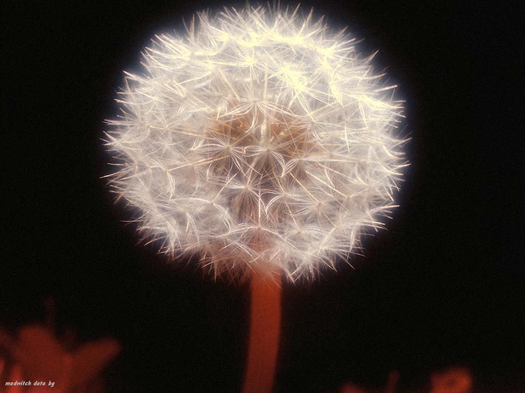 Nature Pic  1159