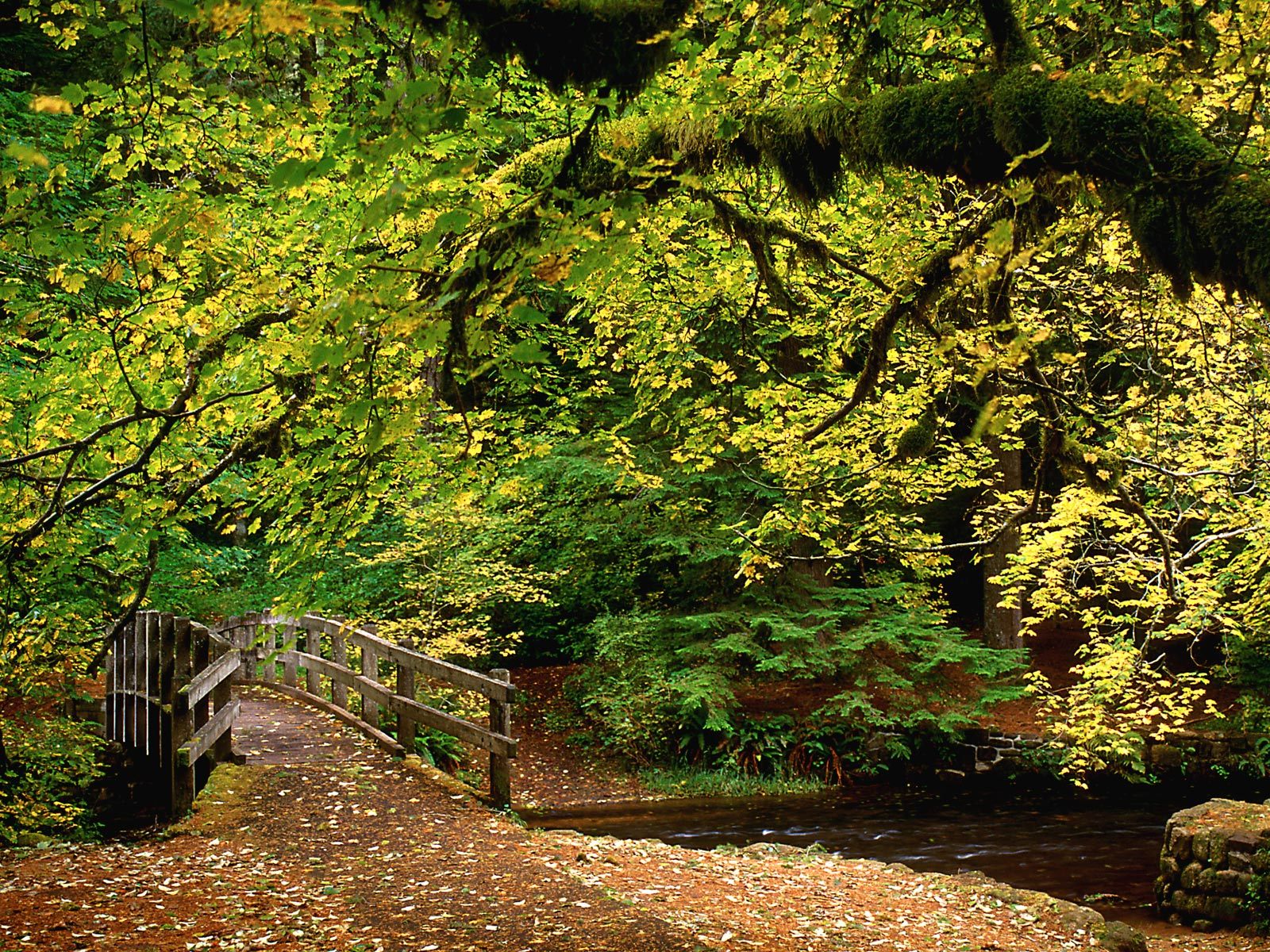 Nature Pic  1160