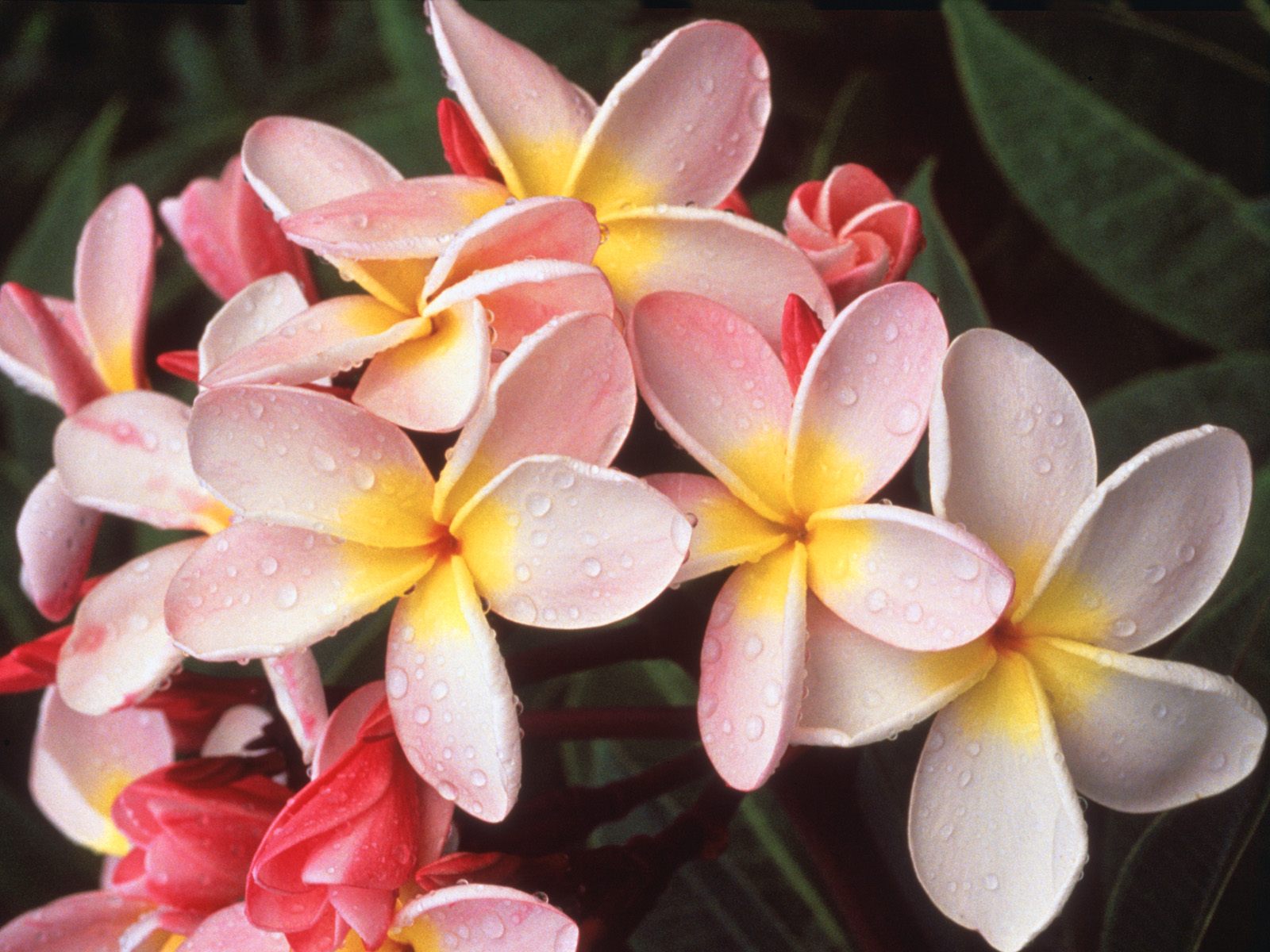 Nature Pic  1187