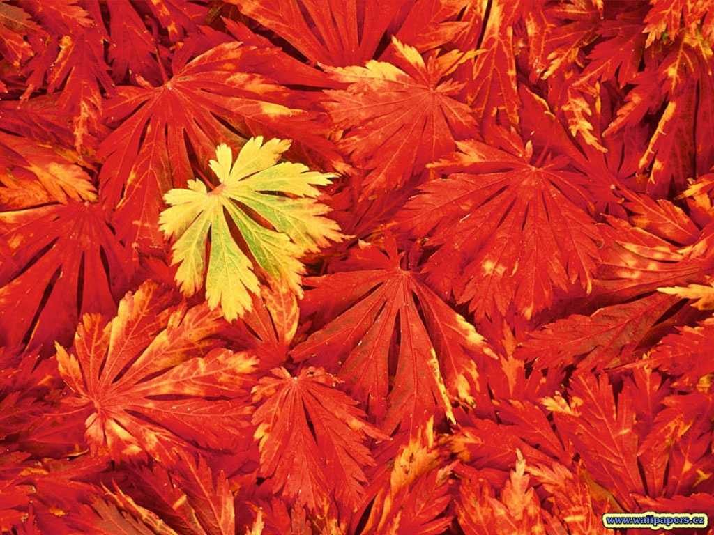 Nature Pic  1330