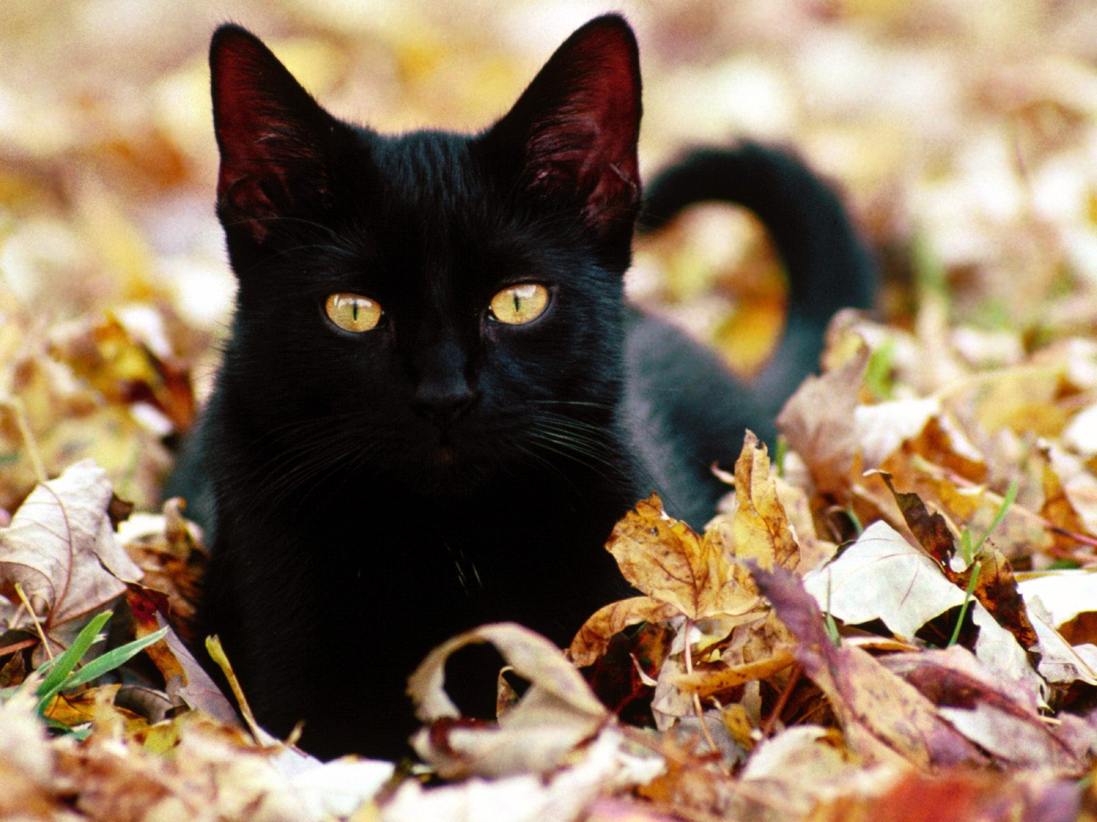 Nature Pic  1353