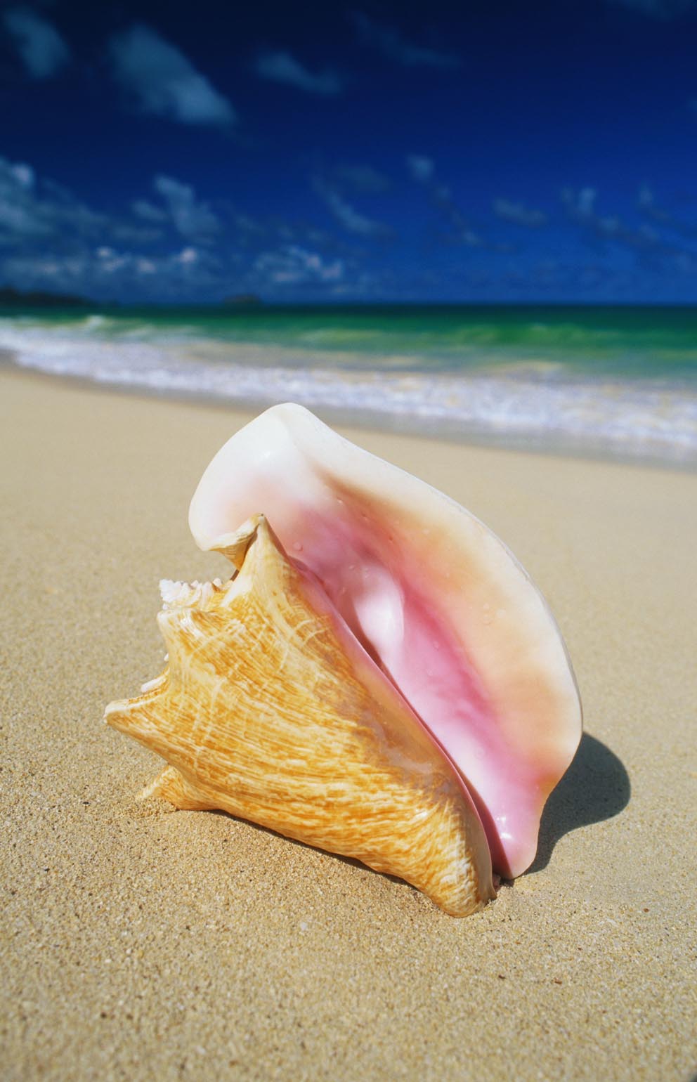 Nature Pic  137