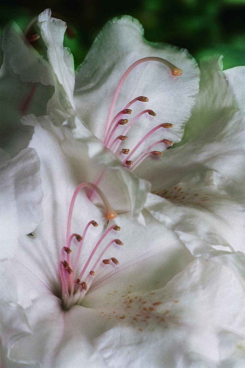 Nature Pic  140