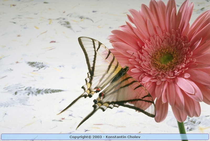Nature Pic  143