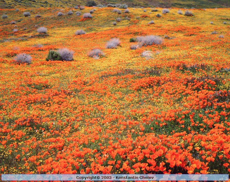 Nature Pic  1582