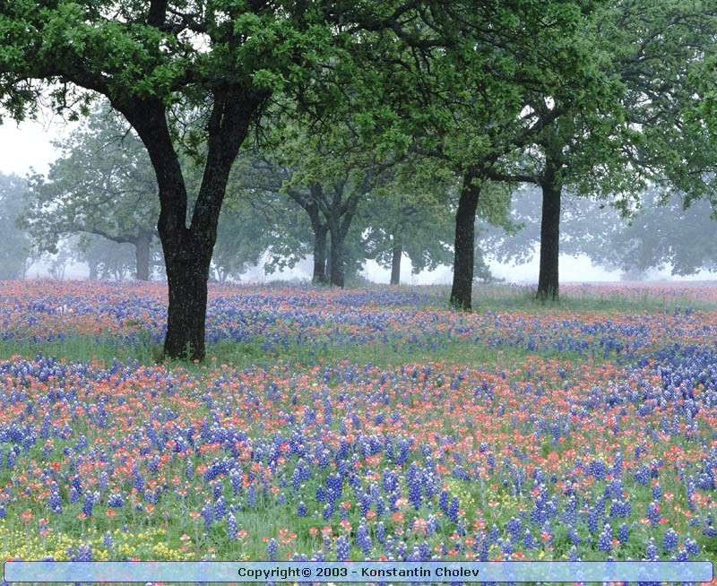 Nature Pic  1583