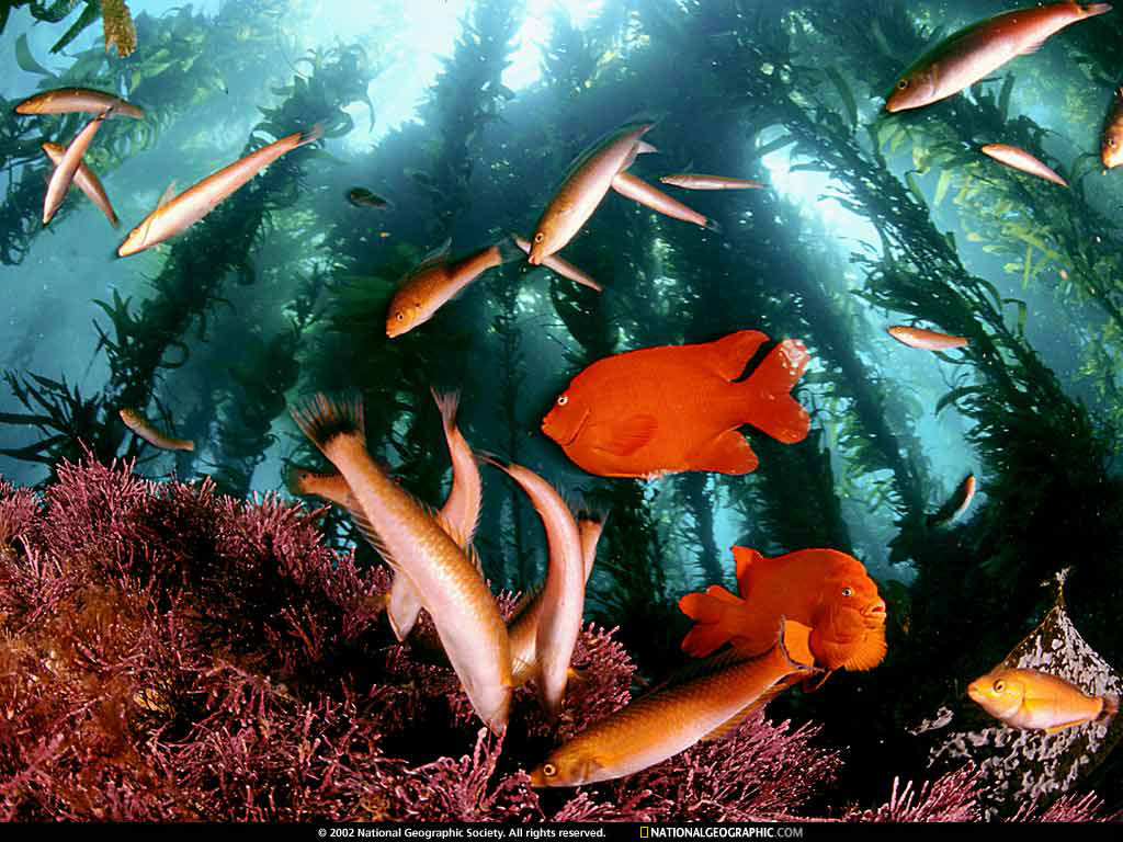 Nature Pic  1616