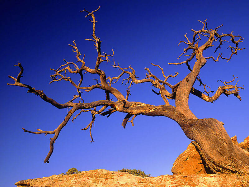 Nature Pic  1687