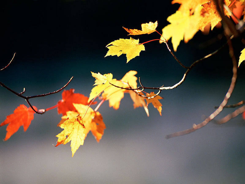 Nature Pic  1738