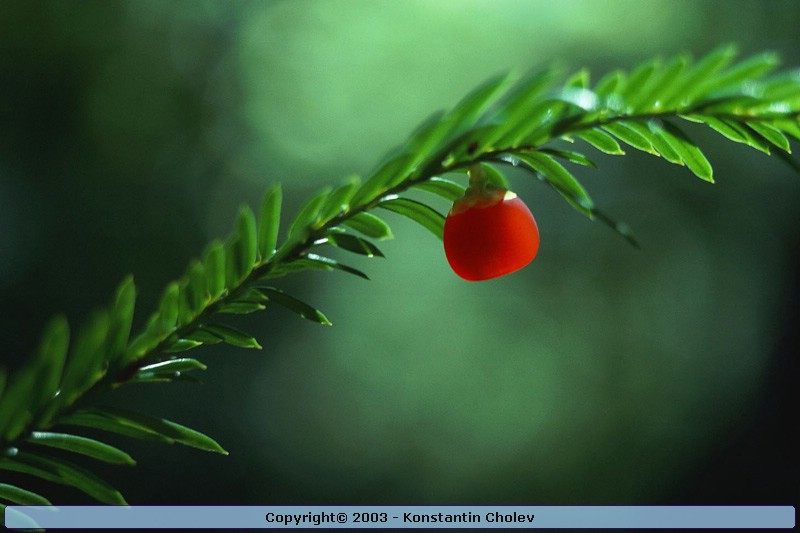 Nature Pic  1851