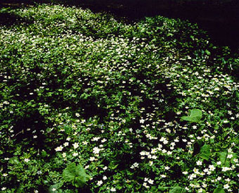 Nature Pic  1873