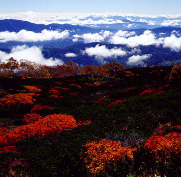 Nature Pic  1890