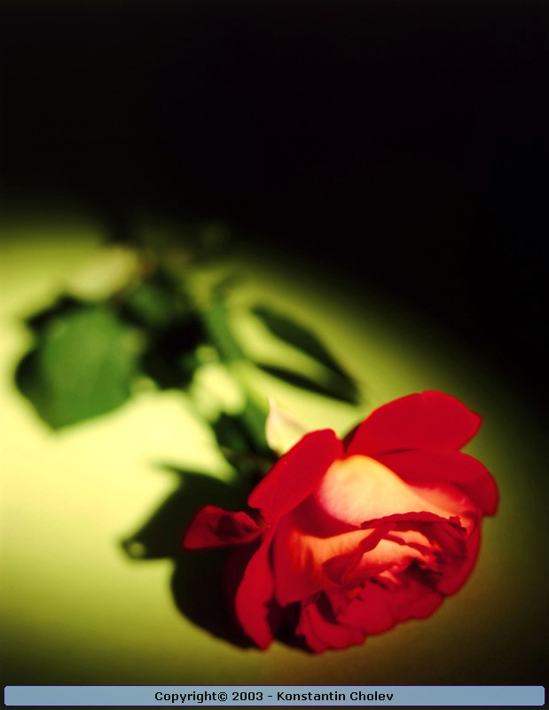 Nature Pic  1914