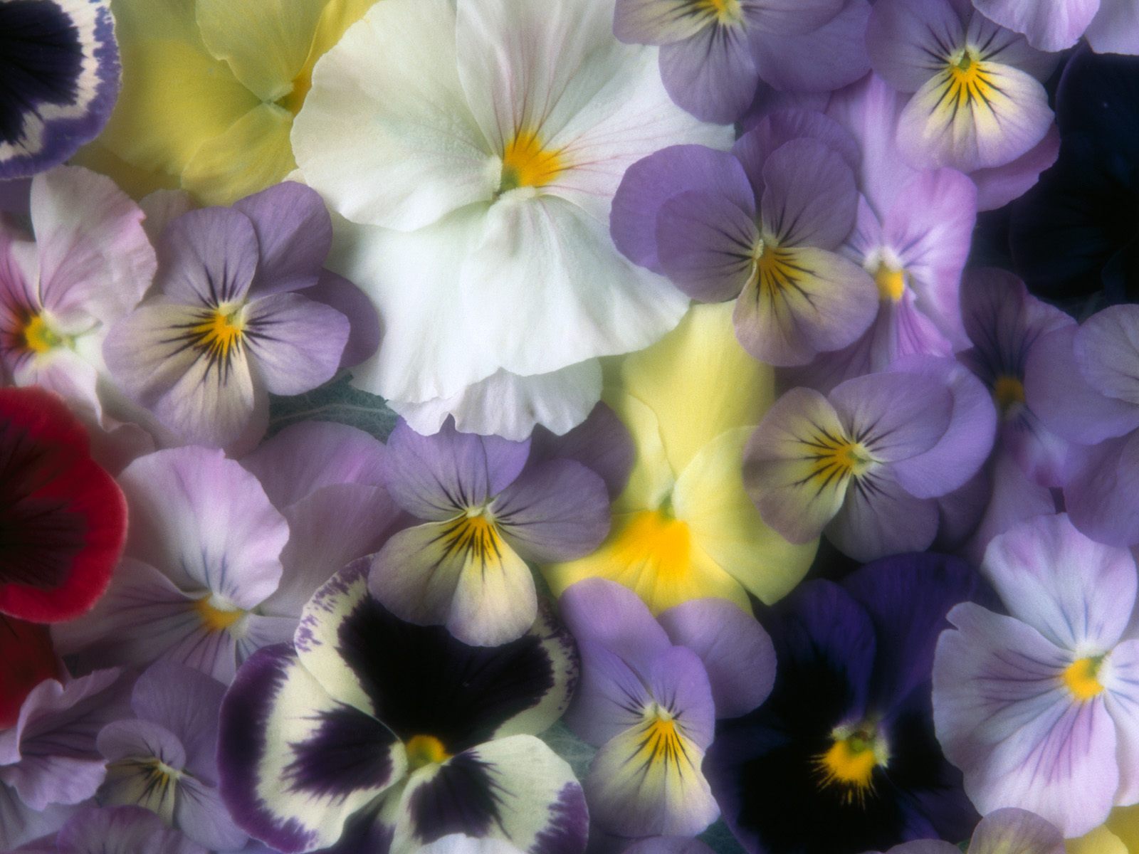 Nature Pic  2009