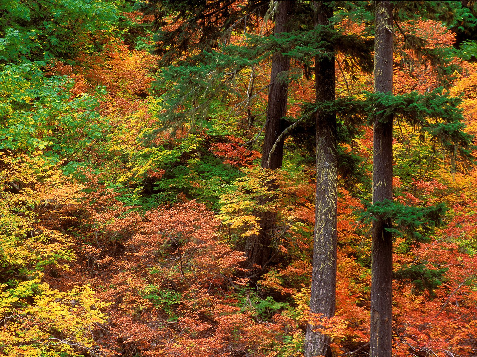 Nature Pic  2130