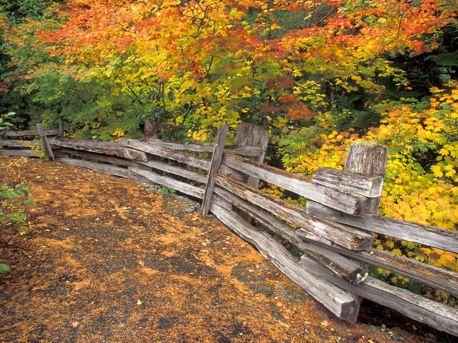 Nature Pic  2169