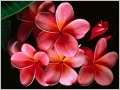 Nature Pic  2222