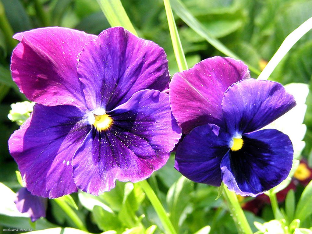 Nature Pic  2333