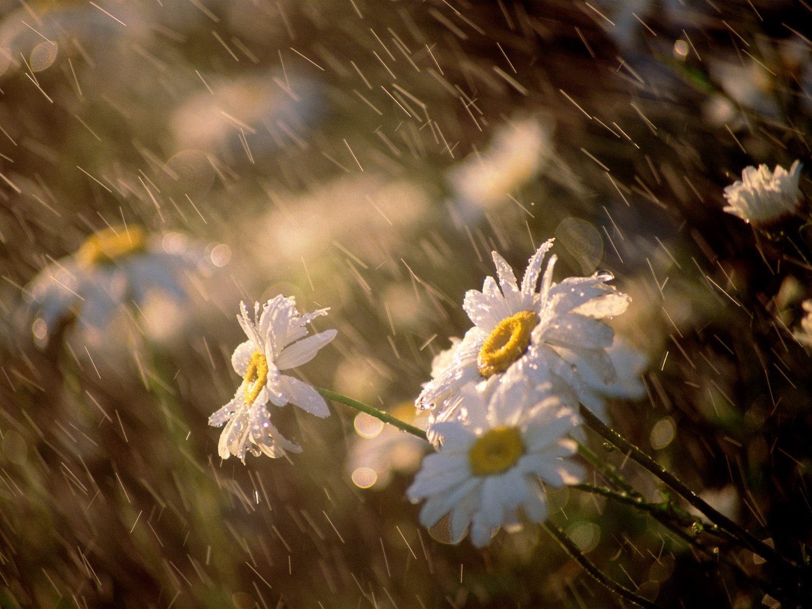 Nature Pic  2341