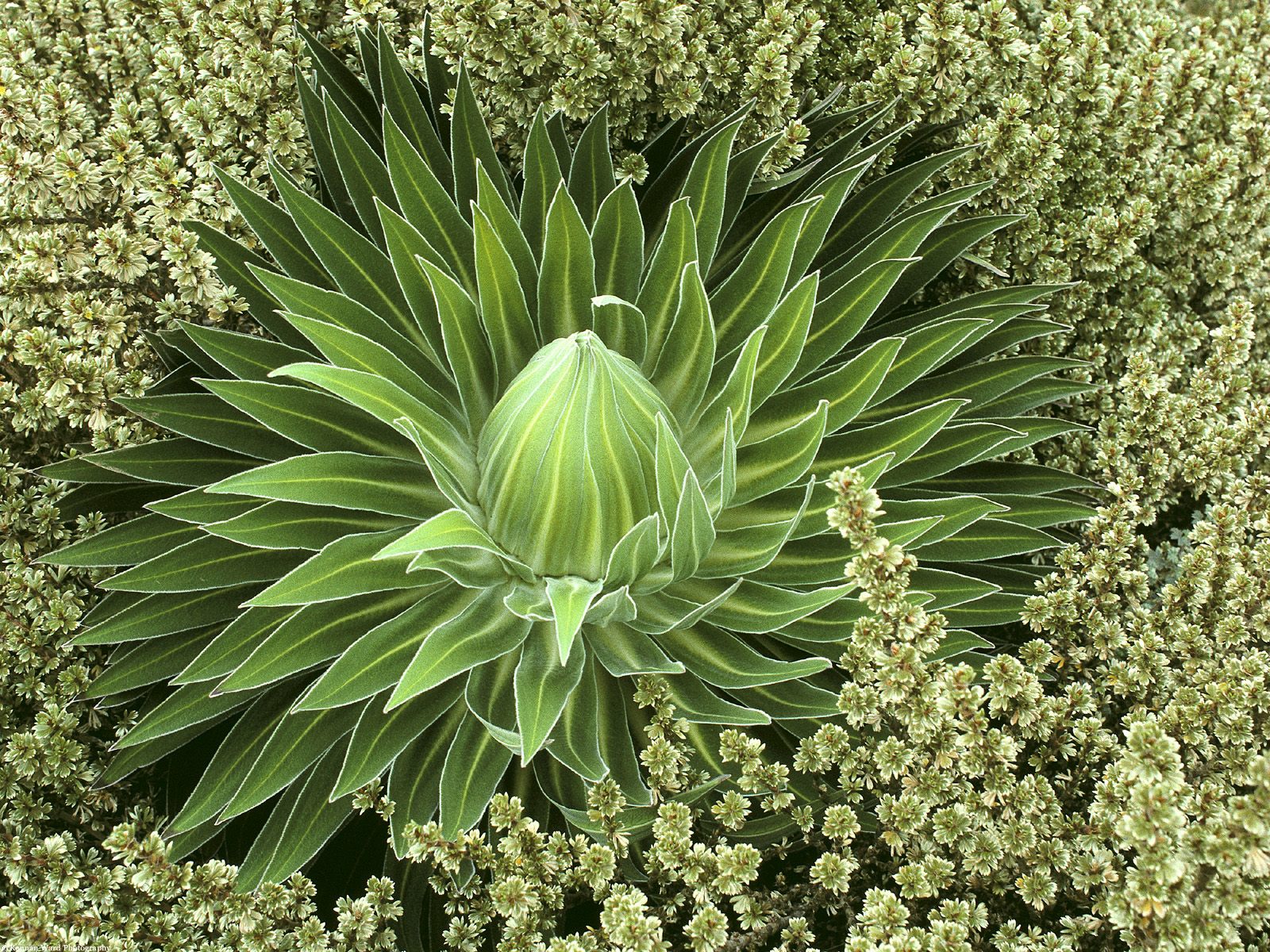 Nature Pic  2348