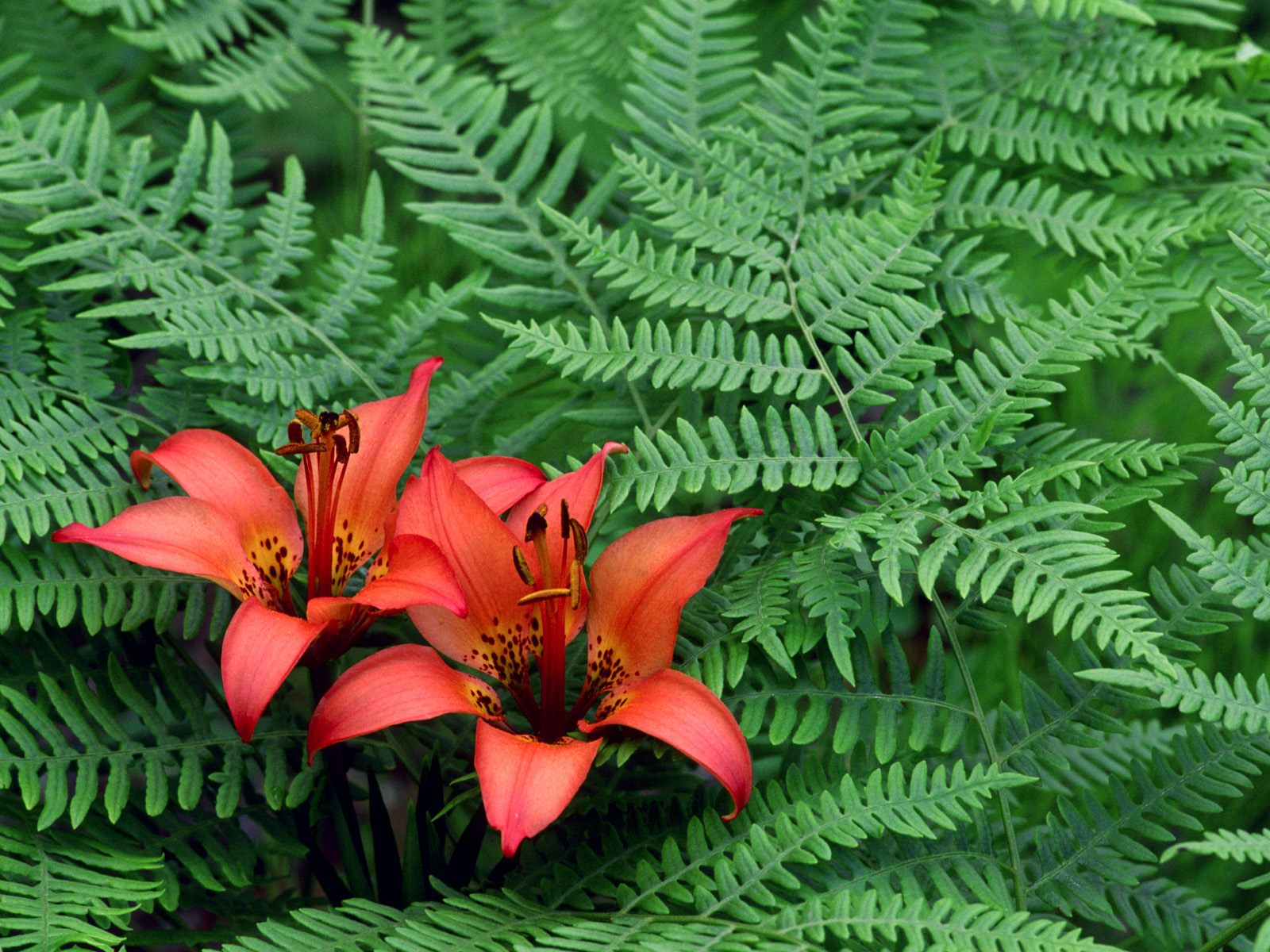 Nature Pic  2359